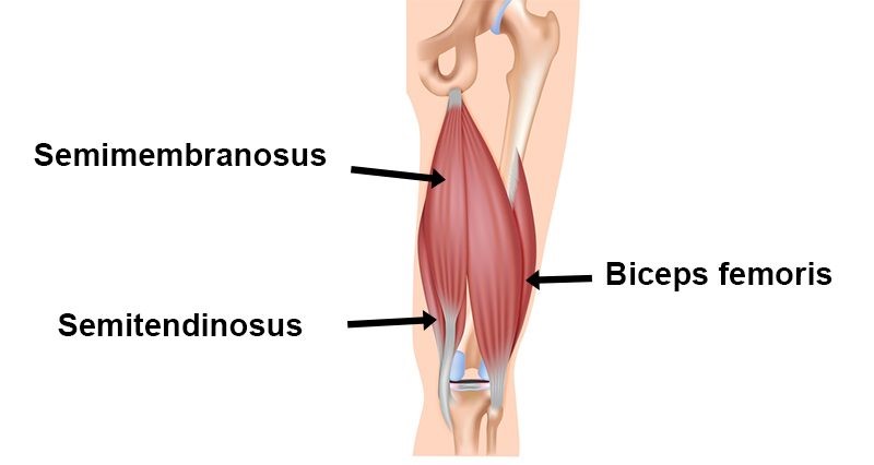 The Hamstring Muscles - Sportsinjuryclinic.net