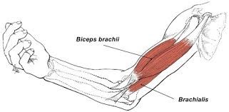 Lecture 6 - elbow muscles Flashcards | Quizlet